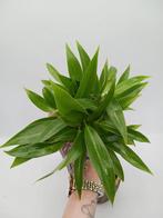 Philodendron Little Phil plant, Huis en Inrichting, Kamerplanten, Overige soorten, Minder dan 100 cm, Ophalen of Verzenden, Halfschaduw