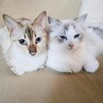 Snow Bengaal poes, Dieren en Toebehoren, Katten en Kittens | Raskatten | Korthaar
