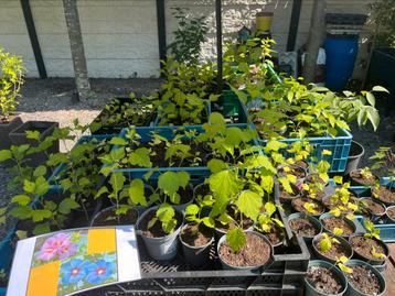 Hibiscus stekken, stekjes, plant, plantjes ✅ 8 kleuren bloem beschikbaar voor biedingen