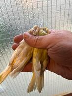Kanarie kuif jaspis, Meerdere dieren, Postuurkanarie