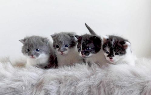 Super Lieve Kittens, Dieren en Toebehoren, Katten en Kittens | Overige Katten, Meerdere dieren, 0 tot 2 jaar