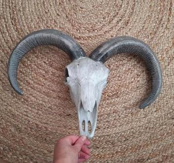 Wanddecoratie skull ram polystone beschikbaar voor biedingen