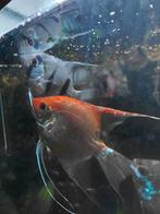 Aquarium vissen, Dieren en Toebehoren, Vissen | Aquariumvissen