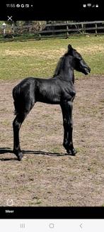 Fries veulen merrie, Hengst, Niet van toepassing, Minder dan 160 cm, 0 tot 2 jaar