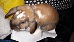 GEZOCHT: contact met de eigenaar van Lucky, Dieren en Toebehoren, Konijnen, Mannelijk, Dwerg