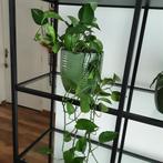 Drakenklimop (Epipremnum aureum) excl. Ompot, Ophalen, Overige soorten, Halfschaduw, In pot
