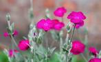 Bio zaden Prikneus - Silene coronaria | Inheemse plant, Tuin en Terras, Bloembollen en Zaden, Verzenden, Voorjaar, Volle zon, Zaad