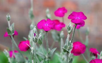 Bio zaden Prikneus - Silene coronaria | Inheemse plant beschikbaar voor biedingen