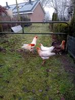 Twentse hoenders  / twents hoen, Dieren en Toebehoren, Pluimvee, Meerdere dieren, Kip