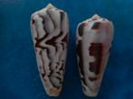 Schelpen: Conus gubernator Hwass f++/gem 55-65mm, Verzamelen, Verzenden, Schelp(en)