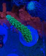 Green slimer acropora Koraal, Vis, Zoutwatervis