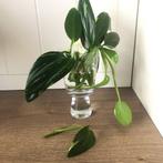 Philodendron Standleyana Variegata (Cobra), Huis en Inrichting, Kamerplanten, Ophalen of Verzenden, Overige soorten, Minder dan 100 cm