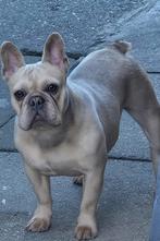 🥰 Prachtige blue fawn crème franse bulldog DEKREU Rico 🥰, Particulier, Rabiës (hondsdolheid), Reu, 1 tot 2 jaar