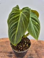 Philodendron Splendid p12  (3)