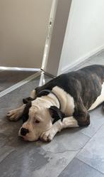 warm thuis gezocht voor mijn lieve amerikaanse bulldog, Rabiës (hondsdolheid), 15 weken tot 1 jaar, Teef, Bulldog