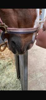 Verzorgpony gezocht in utrecht oost eo, Dieren en Toebehoren, Ophalen of Verzenden