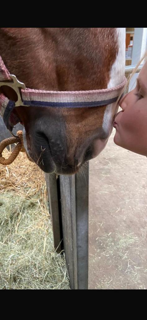 Verzorgpony gezocht in utrecht oost eo, Dieren en Toebehoren, Paarden en Pony's | Verzorgingsproducten, Ophalen of Verzenden