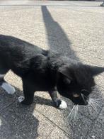 Kruising britse kort haar 2 jaar oud, Kater, Kortharig, 0 tot 2 jaar