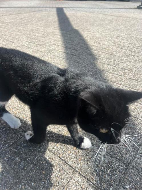 Kruising britse kort haar 2 jaar oud, Dieren en Toebehoren, Katten en Kittens | Overige Katten, Kortharig, Kater, 0 tot 2 jaar