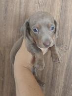 Zeer mooie dwergteckel pups, Dieren en Toebehoren, Honden | Teckels en Dashonden, België, Particulier, CDV (hondenziekte), 8 tot 15 weken