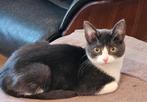 Te koop: 1 mooie kitten, Dieren en Toebehoren, Katten en Kittens | Overige Katten, Meerdere dieren