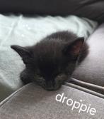 Kittens, Dieren en Toebehoren, Katten en Kittens | Raskatten | Korthaar