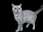 Britse korthaar poes, Poes