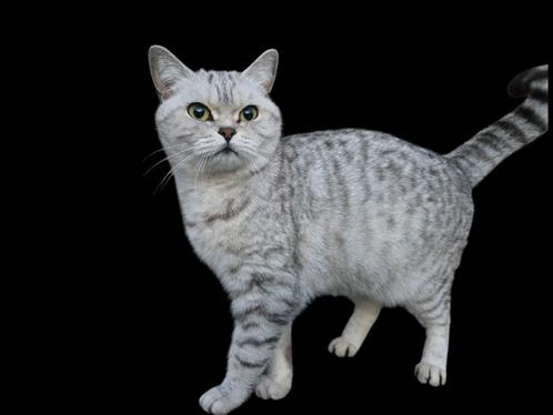 Britse korthaar poes, Dieren en Toebehoren, Katten en Kittens | Raskatten | Korthaar, Poes