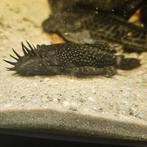 Borstelneus algeneter man, Dieren en Toebehoren, Vissen | Aquariumvissen, Vis