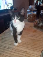 Lieve gezonden sociaal fles kittens echte knuffelbeertjes, Dieren en Toebehoren, Katten en Kittens | Overige Katten