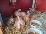Babykonijntjes, Dieren en Toebehoren