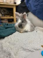 Betrouwbare (knaag)dierenoppas aangeboden, Meerdere dieren, Cavia, Voor 1 juli 2024, Tam
