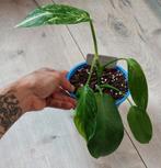Philodendron Jose Buono, Ophalen, Overige soorten, Minder dan 100 cm