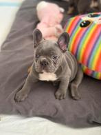 Exclusieve Franse Bulldog Puppies – met Stamboom, Rabiës (hondsdolheid), 8 tot 15 weken, Bulldog, Meerdere
