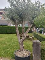 Olijfboom, Bloeit niet, 100 tot 250 cm, Olijfboom, Ophalen