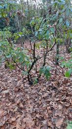 Rhododendron Zelf Uitgraven - Prachtige Tuinplant!, Tuin en Terras, Planten | Bomen, Ophalen, Halfschaduw, Overige soorten, Lente