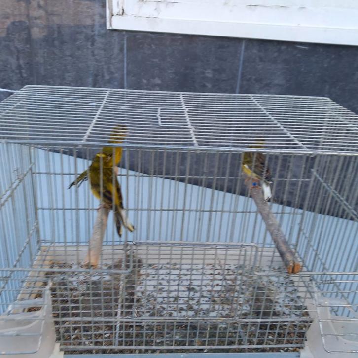 Vogels, Dieren en Toebehoren, Vogels | Duiven, Meerdere dieren