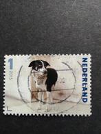 3335 Tom Tom bastaard hondje 2015 Charlotte dumas, Ophalen of Verzenden