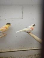 Harlekijn kanaries, Dieren en Toebehoren, Vogels | Kanaries, Meerdere dieren, Postuurkanarie