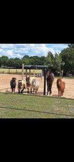 Shetlander stalling aangeboden, Dieren en Toebehoren, Stalling en Weidegang, Weidegang