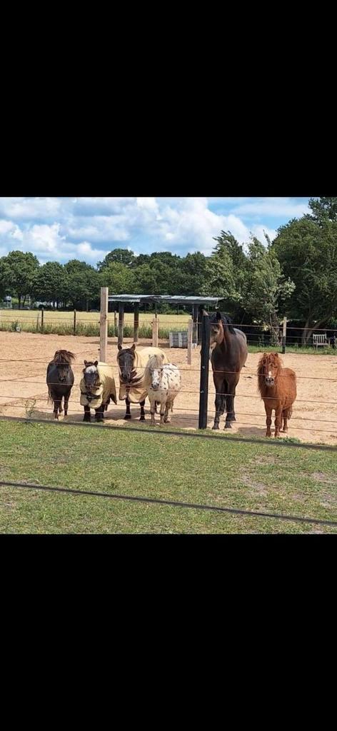 Shetlander stalling aangeboden, Dieren en Toebehoren, Stalling en Weidegang, Weidegang