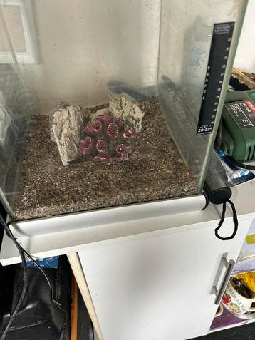 Leuk klein aquarium beschikbaar voor biedingen