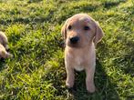Mooi nestje labrador pups, Dieren en Toebehoren, Honden | Retrievers, Spaniëls en Waterhonden, 8 tot 15 weken, Labrador retriever
