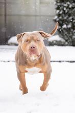 American Bully XL dekreu ABKC Lilac Tri, België, Particulier, Reu, 1 tot 2 jaar