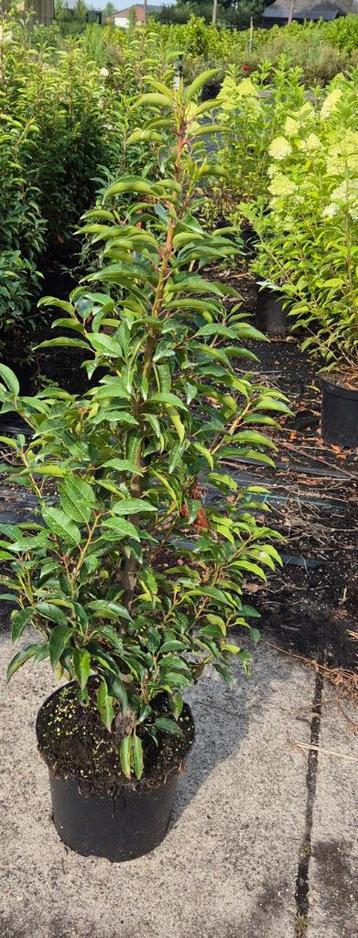 Portugese laurier "Prunus lusitanica 'Angustifolia" beschikbaar voor biedingen