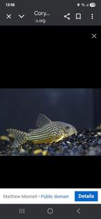 Corydoras, Dieren en Toebehoren, Vis