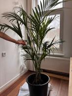 XXL Kentia Palm - Prachtige kamerplant, Huis en Inrichting, Kamerplanten, Ophalen, 100 tot 150 cm, Palm, Halfschaduw