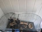 Terrarium, Dieren en Toebehoren, Reptielen en Amfibieën, Overige soorten, 0 tot 2 jaar