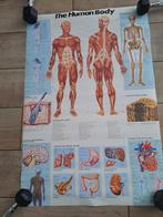 The Human Body poster, Ophalen of Verzenden, Gebruikt