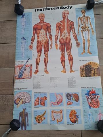 The Human Body poster beschikbaar voor biedingen